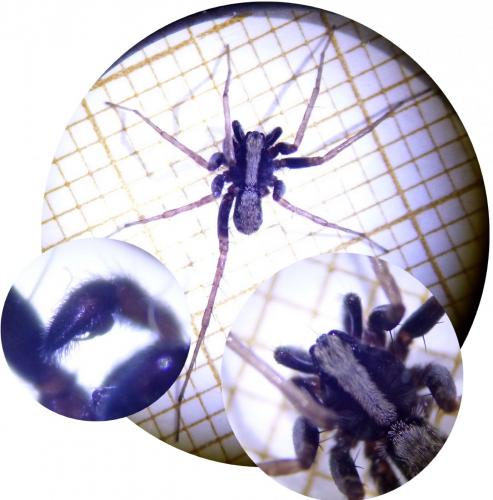 Pardosa sp.